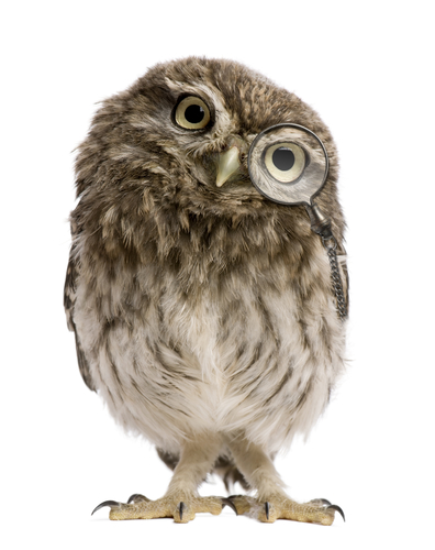 Little Owl - Athene noctua (50 days old)